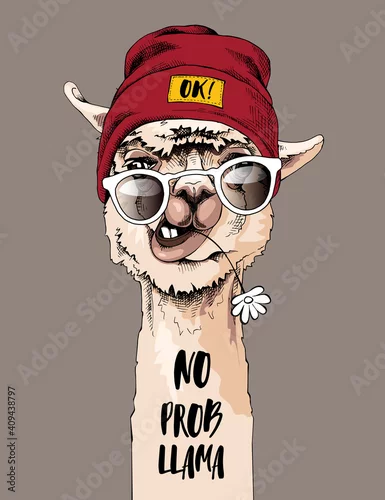 Fototapeta Funny poster. Portrait of Llama in a hipster cap, sunglasses and with a chamomile flower. No prob llama - lettering quote. Humor card, t-shirt composition, hand drawn style print. Vector illustration.