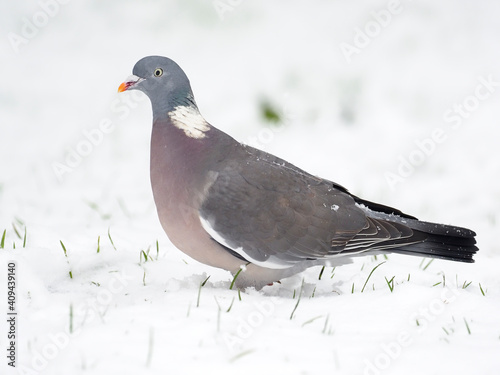 Wood pigeon, Columba palumbus photo