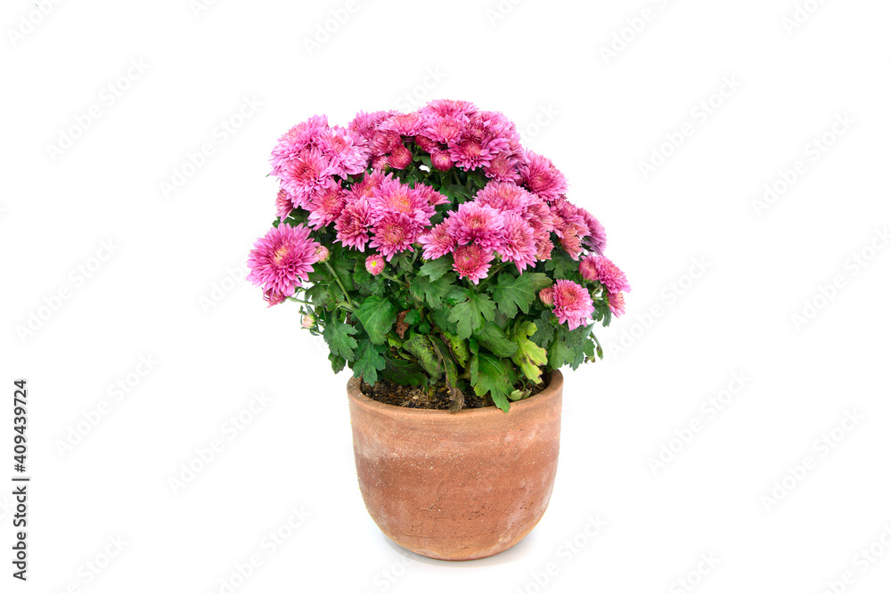 A bouquet of beautiful chrysanthemum flowers