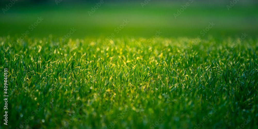 Wet grass in the spring. Rural sceney of a green field. Water droplets on the grass spikes. Closeup of the grass in spring.