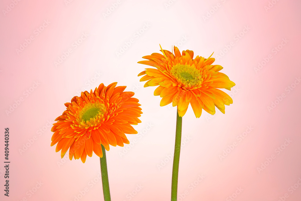 beautiful orange gerbera flower isolated on pink background beautiful orange gerbera flower isolated on pink background