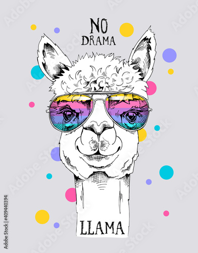 Funny poster. Portrait of a Alpaca in a rainbow glasses. No drama, llama - lettering quote. Humor card, t-shirt composition, hand drawn style print. Vector illustration. photo
