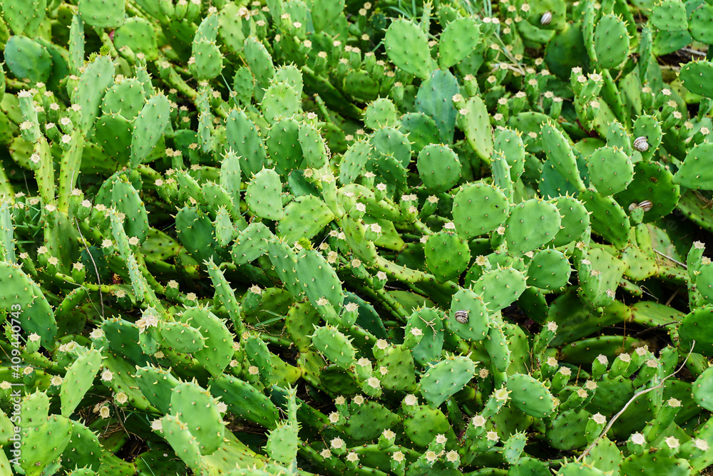 clearing of green cacti as a background clearing of green cacti as a background