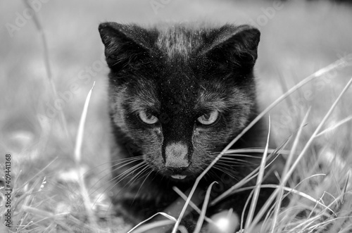 black cat on grass photo