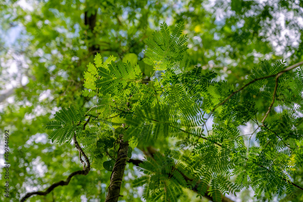 The Sky and The Lush Green, Landscape, Greenery, leaves, branch The Sky and The Lush Green, Landscape, Greenery, leaves, branch
