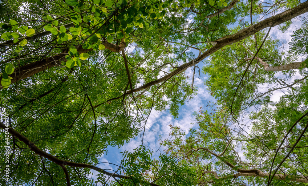 Fototapeta premium The Sky and The Lush Green, Landscape, Greenery, leaves, branch