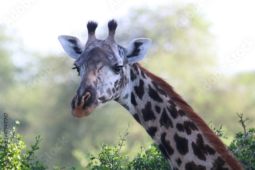 giraffe in a safari in Kenya  Africa.