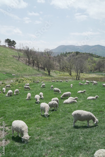 양떼목장,sheep,farm,animal,hill,mountain,목장,양,동물,양떼,하늘,산,나무