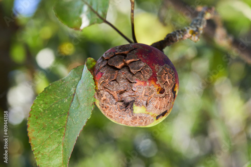 Fruits Infected by the Apple scab Venturia inaequalis. Orchard problems photo
