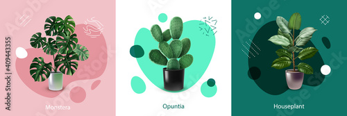 Realistic Houseplant Design Concept