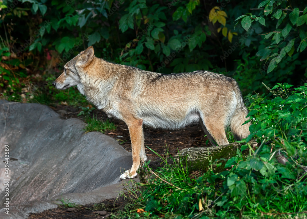 European wolf in its enclosure. Latin name - Canis lupus European wolf in its enclosure. Latin name - Canis lupus