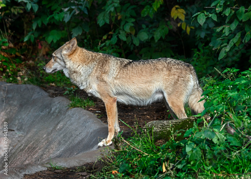 European wolf in its enclosure. Latin name - Canis lupus