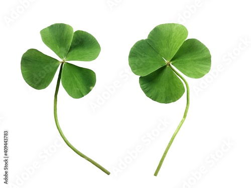 Foto Clover leaves on white background.