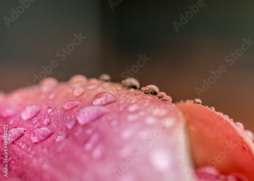Close up of water drops on a tulip's petals.
