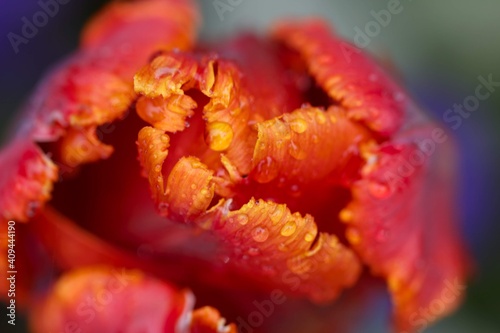 Close up of water drops on a tulip's petals.