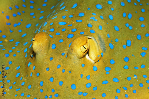 Close-up of a bluespotted fantail ray (Taeniura lymma) in Mabul, Malaysia