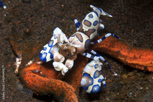 Harlequin shrimp (Hymenocera picta) munching on a starfish near Tulamben, Bali, Indonesia photo