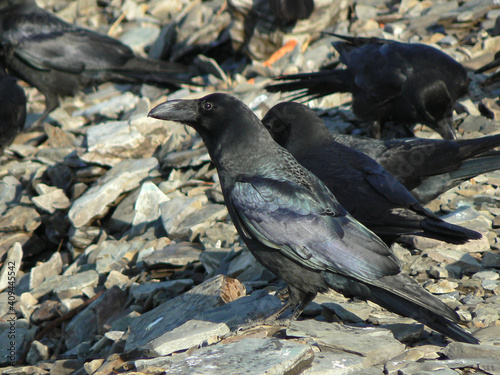 some black crows on the rocks photo