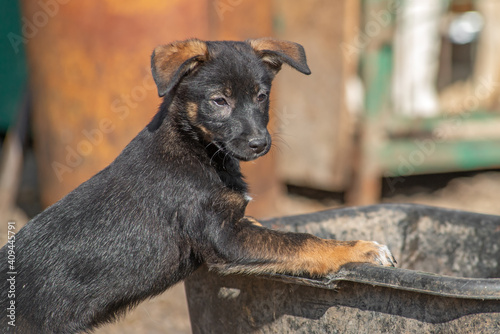 closeup portrait sad homeless abandoned colored dog puppy outdoor