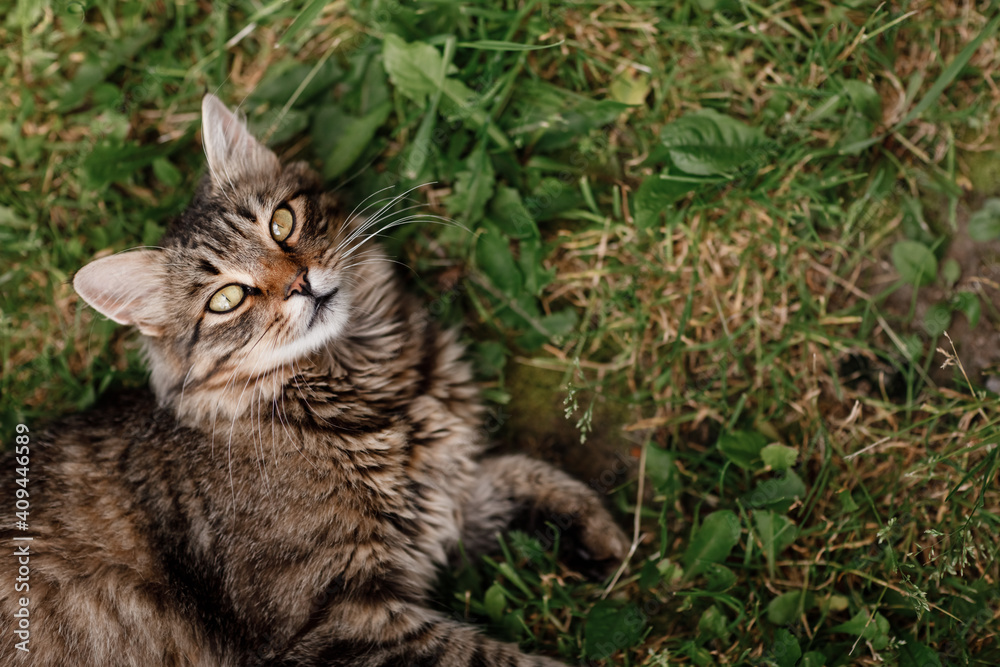 Fototapeta premium cat lying on the grass. gray cat with beautiful eyes.
