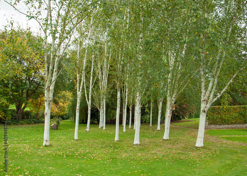 Obraz na plátně Silver Birch trees in the springtime.