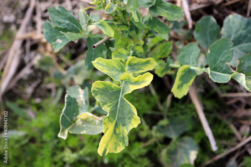 Sulfur deficiency in oilseed plant. Yellow rapeseed leaves