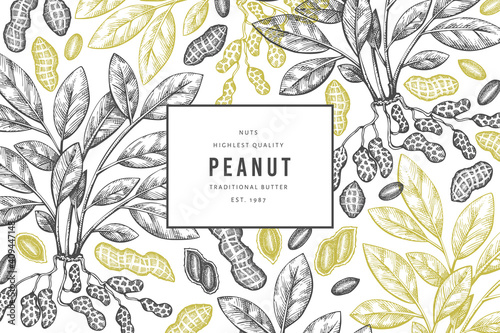 Hand drawn peanut branch and kernels design template. Organic food vector illustration on white background. Retro nut background. Engraved style botanical picture.