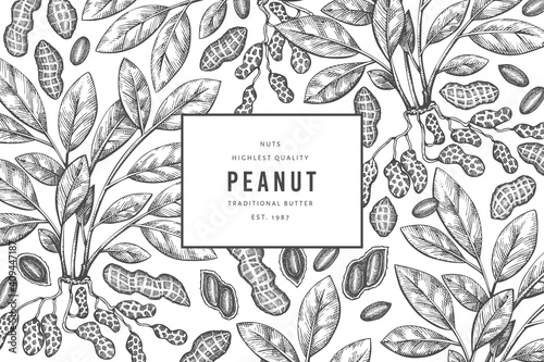 Hand drawn peanut branch and kernels design template. Organic food vector illustration on white background. Retro nut background. Engraved style botanical picture.