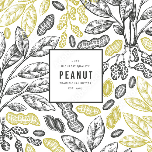 Hand drawn peanut branch and kernels design template. Organic food vector illustration on white background. Retro nut background. Engraved style botanical picture.