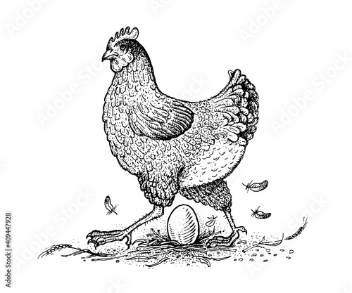 Chicken and egg. Collection of farm product