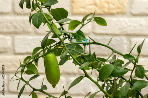 Beautiful scenery, a sprig of citrus plants Microcitrus, the Australian finger lime, with ripening green finger-shaped fruit and green leaves. Close-up, selective focus. Indoor citrus tree growing photo