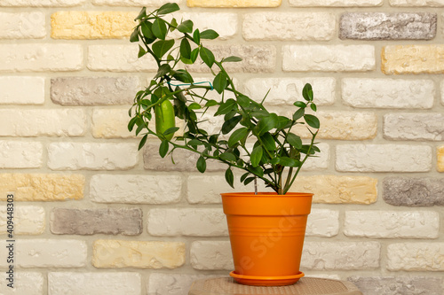 Young plant Faustrimedin, Microcitronella, hybrid between Microcitrus and Calamondin in a orange pot with unripe green fruits against decorative brick wall background. Indoor citrus tree growing © IvanSemenovych