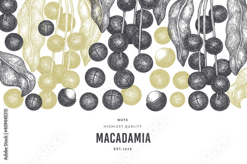 Hand drawn macadamia branch and kernels design template. Organic food vector illustration on white background. Retro nut illustration. Engraved style botanical banner.