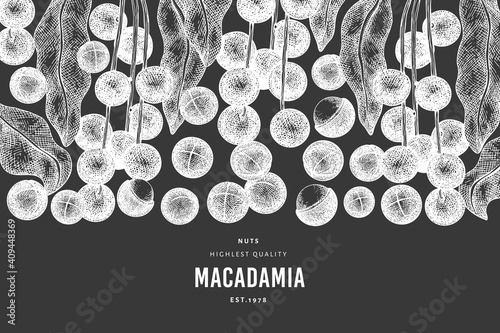 Hand drawn macadamia branch and kernels design template. Organic food vector illustration on chalk board. Vintage nut illustration. Engraved style botanical banner.