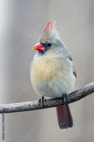 Fényképezés Close-up of a female cardinal (Cardinalis cardinalis) perched on a branch