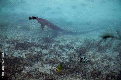 Asian water monitor in turquoise shallow water.