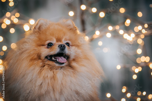 Pomeranian dog posing in beautiful studio. Christmas lights and decorations.