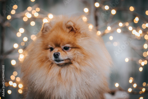 Pomeranian dog posing in beautiful studio. Christmas lights and decorations. © Evelina