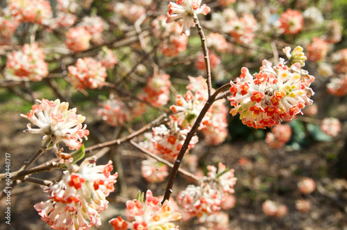 The name of these flowers is " Oriental paperbush". Scientific name is Edgeworthia chrysantha.