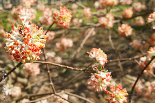 The name of these flowers is " Oriental paperbush". Scientific name is Edgeworthia chrysantha.