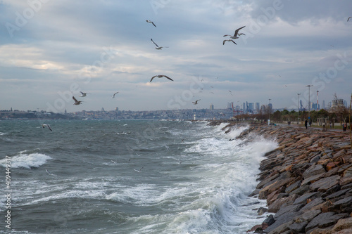 seagulls in flight