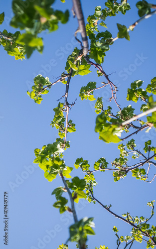 Beautiful fresh, green spring leaves on the branches. Natural scenery of trees in spring in Northern Europe.