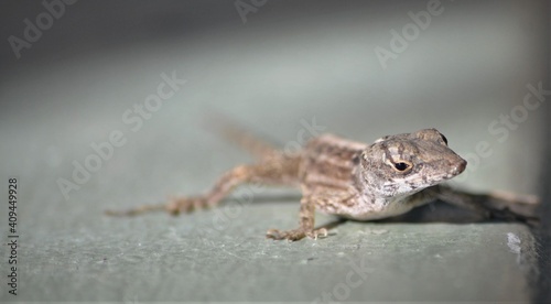 Close up of gecko lizard on wall.