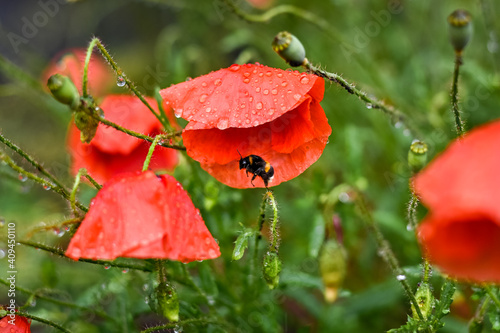 Bumble bee looking for shelter under a poppy with rain drops during the rain