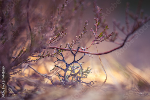 Beautiful closeup of small lichen growing on the forest froor in spring. Natural scenery with shallow depth of field. Woodlands in Northern Europe. photo