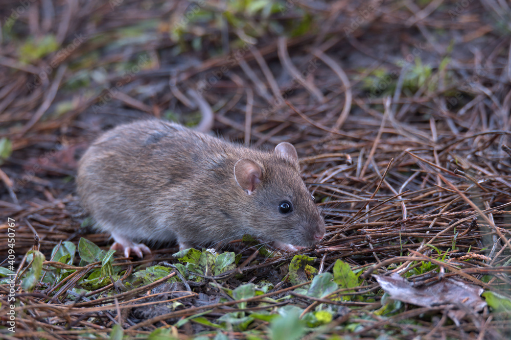Brown rat foraging for food on the woodland floor. Brown rat foraging for food on the woodland floor.