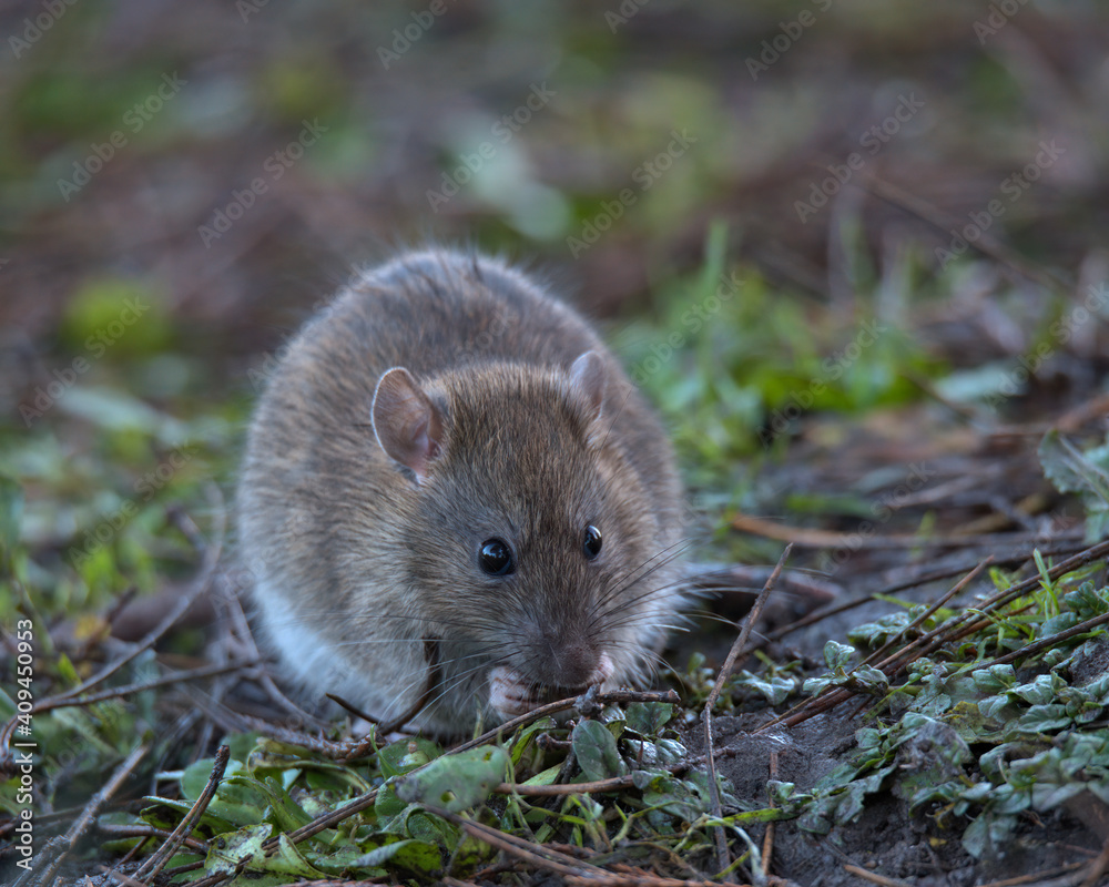Brown rat foraging for food on the woodland floor. Brown rat foraging for food on the woodland floor.