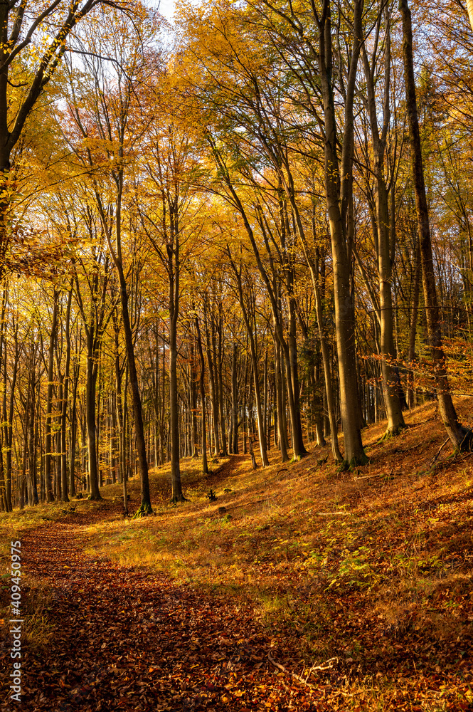 Path through a forest with colorful autumn trees and warm light