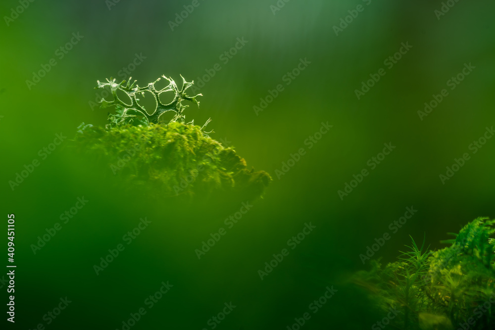 Beautiful closeup of small lichen growing on the forest froor in spring. Natural scenery with shallow depth of field. Woodlands in Northern Europe. Beautiful closeup of small lichen growing on the forest froor in spring. Natural scenery with shallow depth of field. Woodlands in Northern Europe.