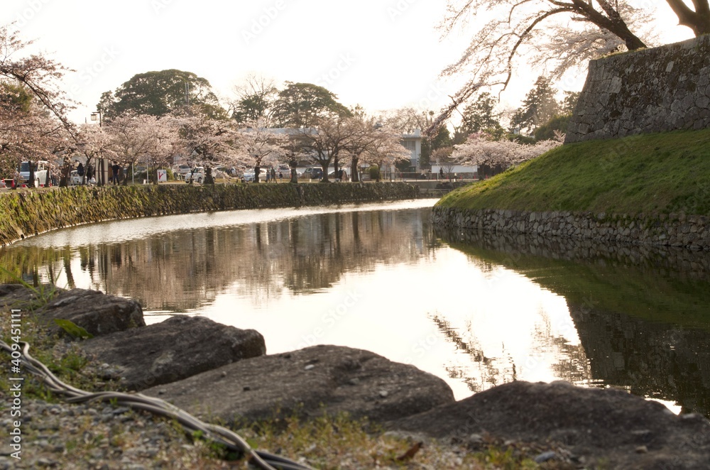 Fototapeta premium 桜